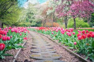 Un sentiero, che si snoda in lontananza, delimitato ai bordi da lunghe file di tulipani rossi, sullo sfondo degli alberi in fiore.